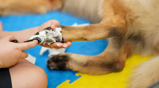 The Ultimate Pet Cleaning Routine: Wipes, Deodorizing Spray, Detangling Mist & No-Rinse Foam for Modern Pet Parents